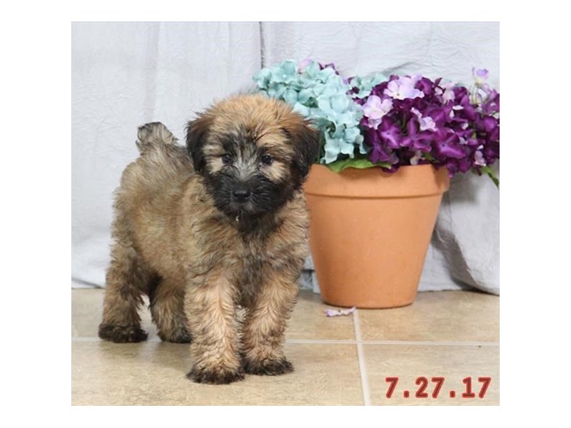 Soft Coated Wheaten Terrier