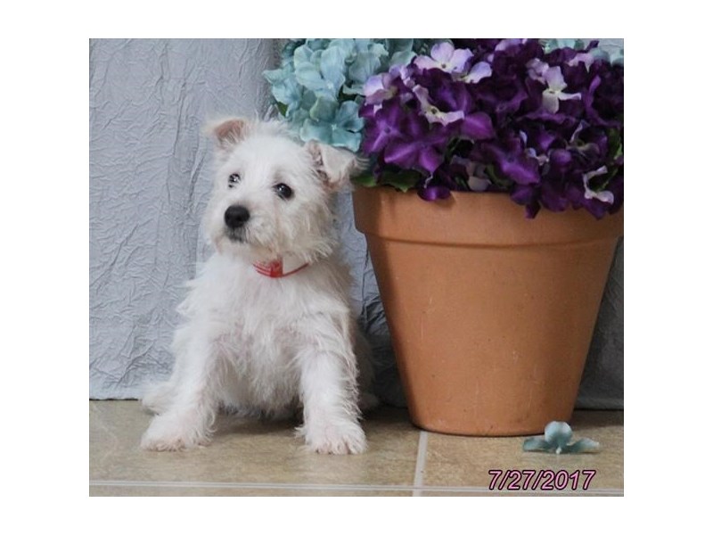 West Highland White Terrier