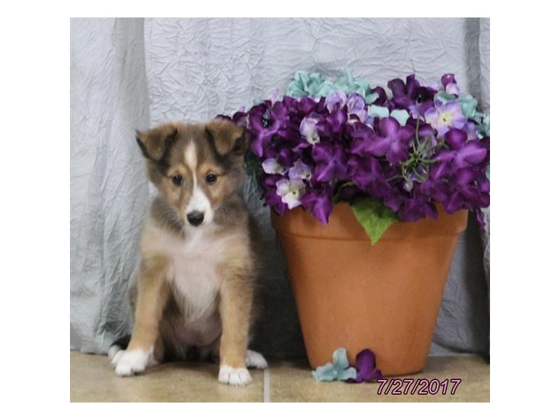 Shetland Sheepdog