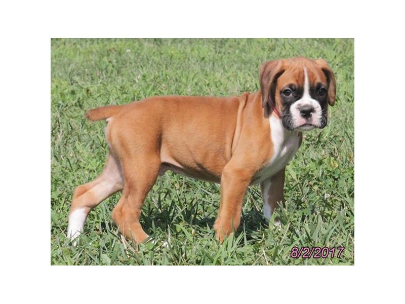 Boxer