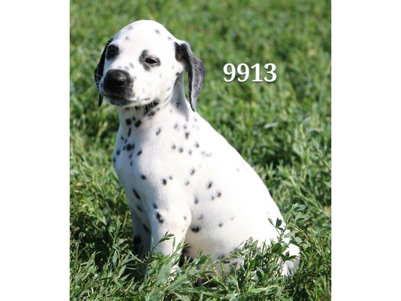 Dalmatian