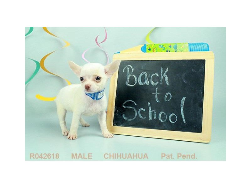 Chihuahua