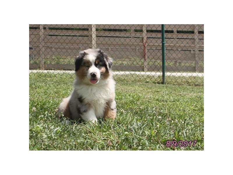 Australian Shepherd