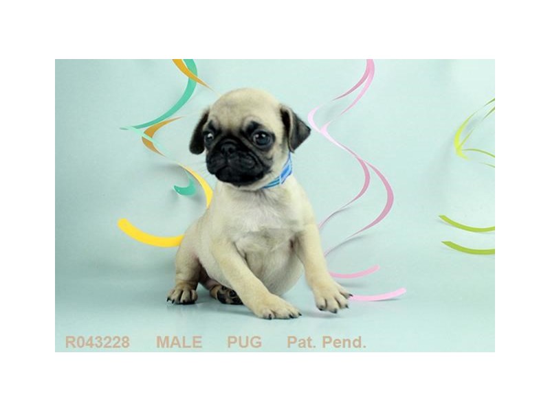 Pug