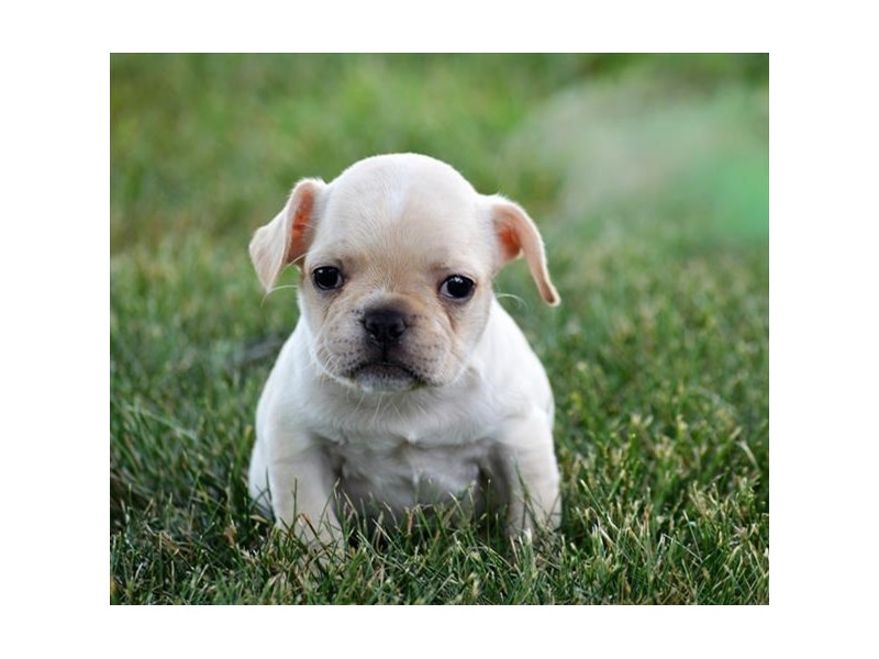 French Bulldog