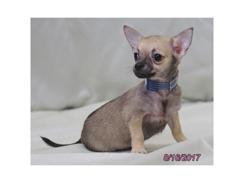 Chihuahua