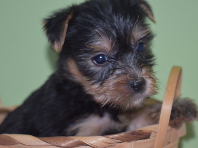 Yorkshire Terrier