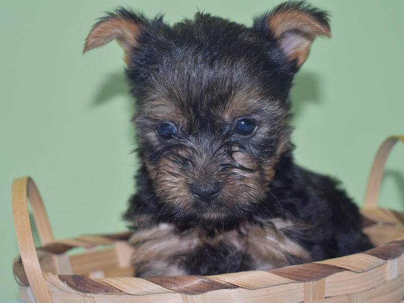 Yorkshire Terrier