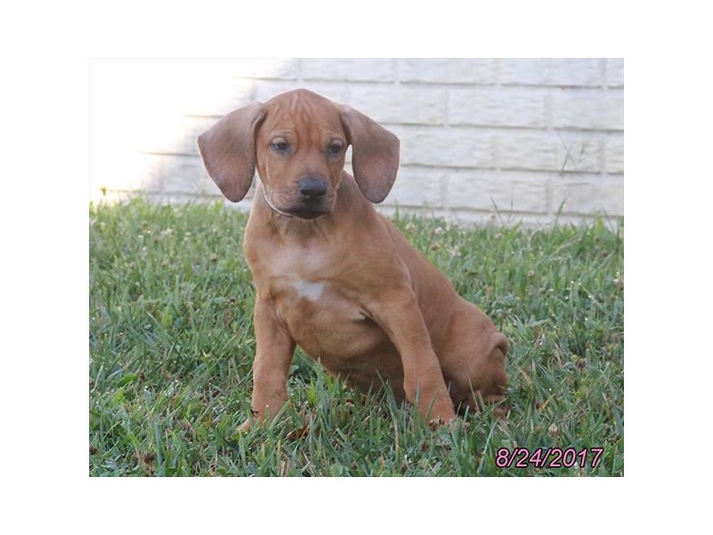 Rhodesian Ridgeback