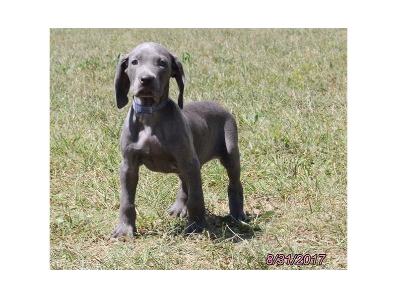 Weimaraner