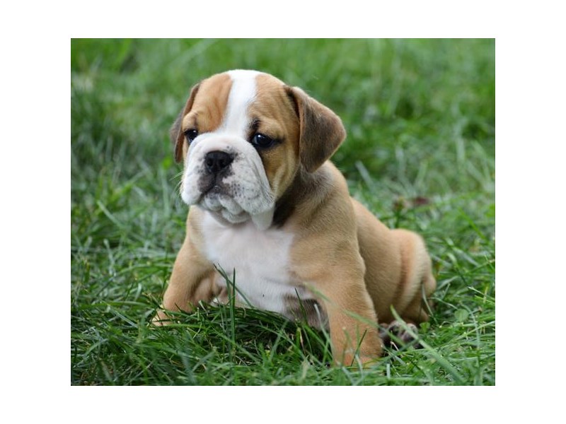 Beabull Bulldog