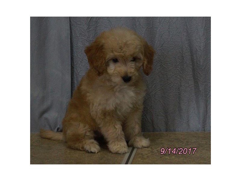Mini Goldendoodle