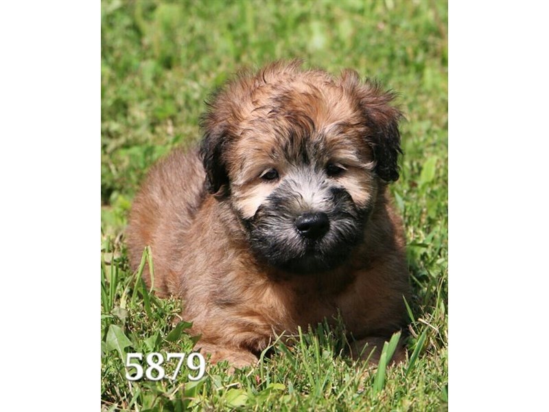 Soft Coated Wheaten Terrier