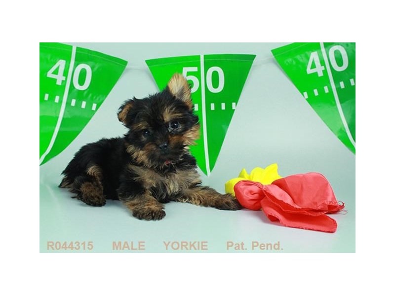 Yorkshire Terrier