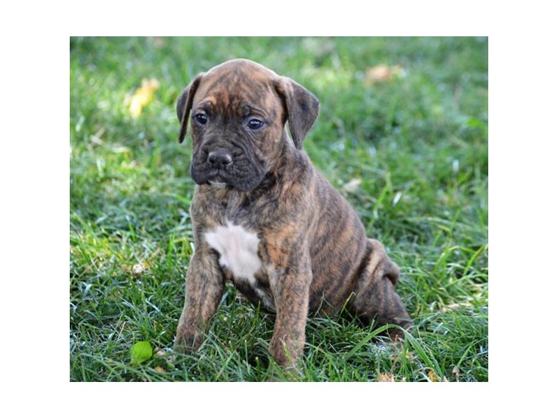 Boxer