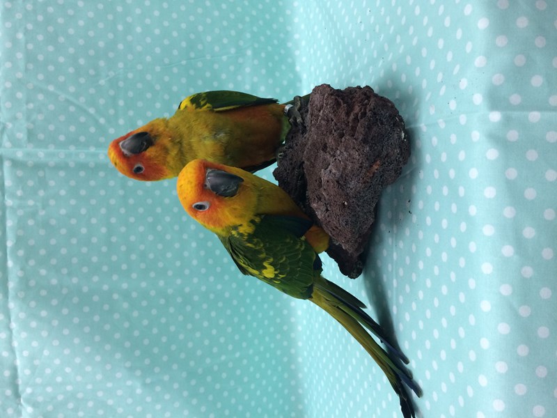Sun Conure
