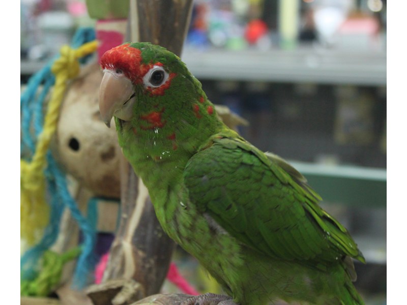 MITRED CONURE