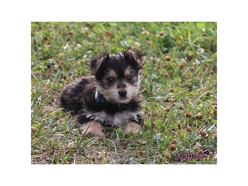 Morkie