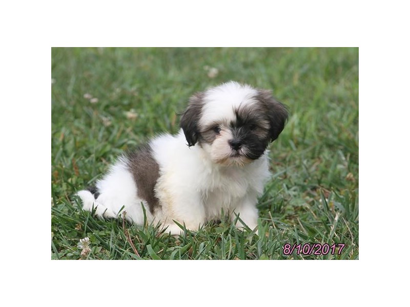 Shih Tzu