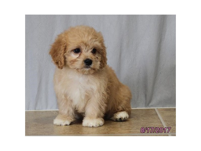 Cavachon
