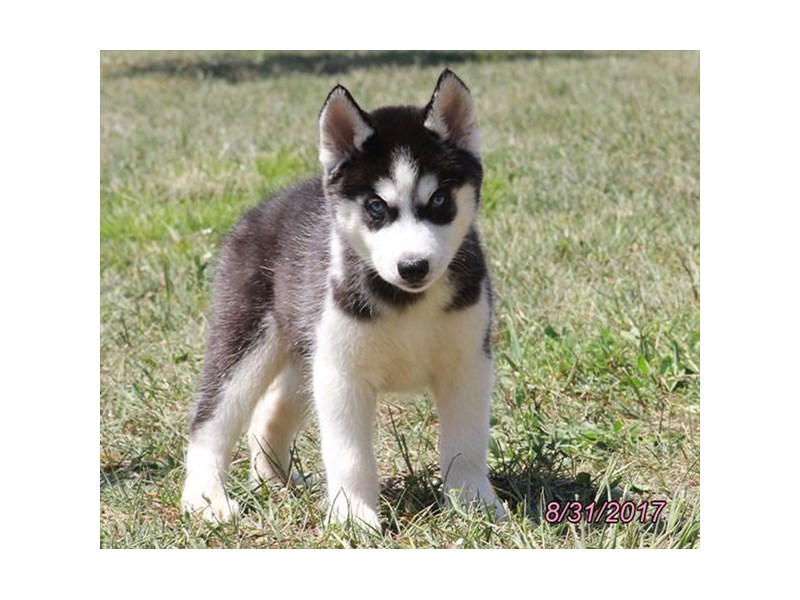 Siberian Husky