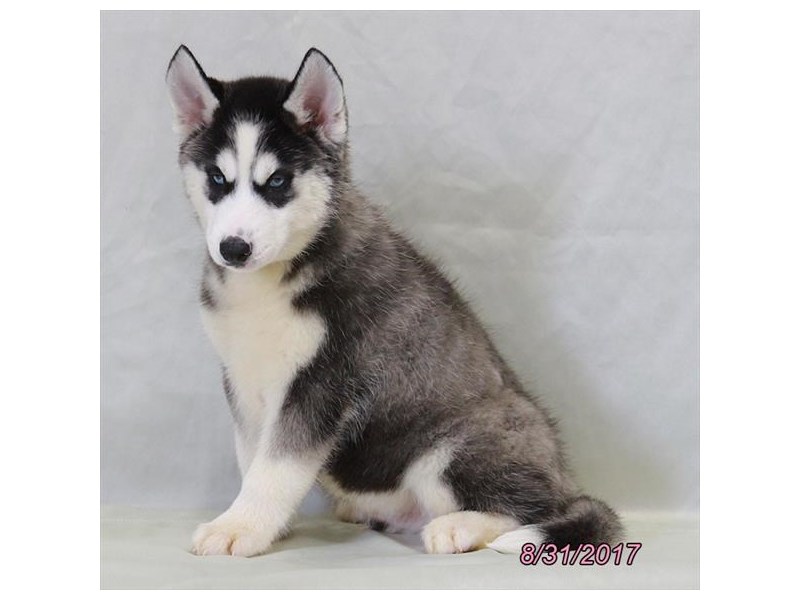Siberian Husky