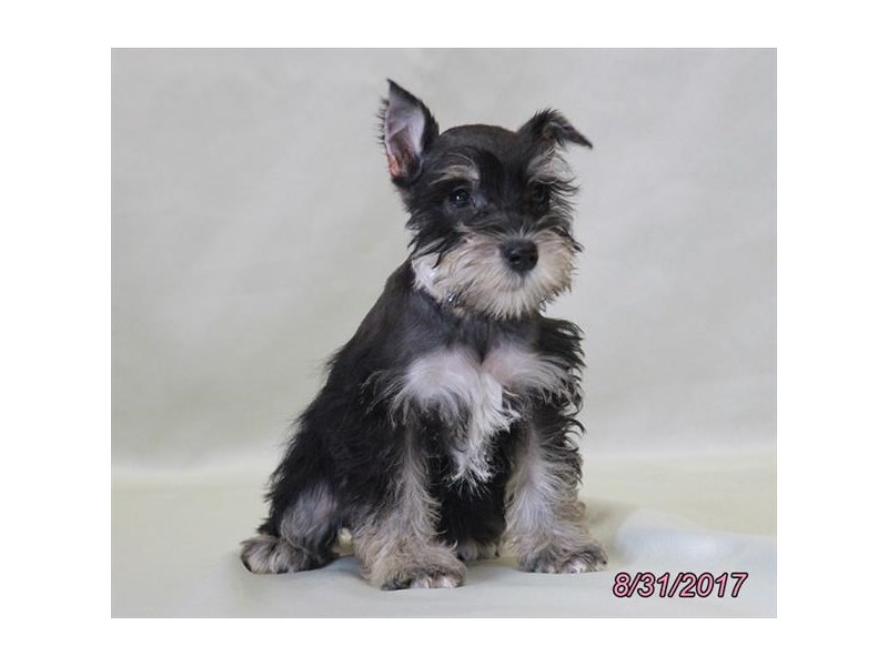 Miniature Schnauzer