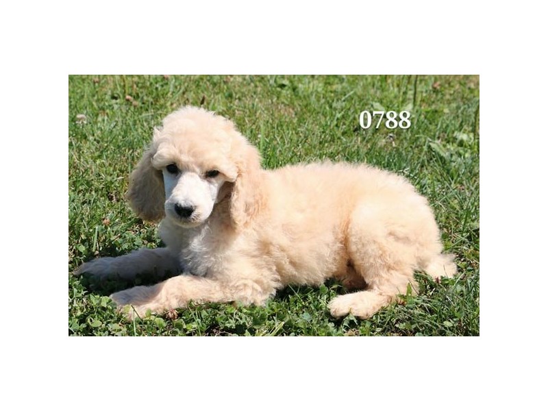 Standard Poodle