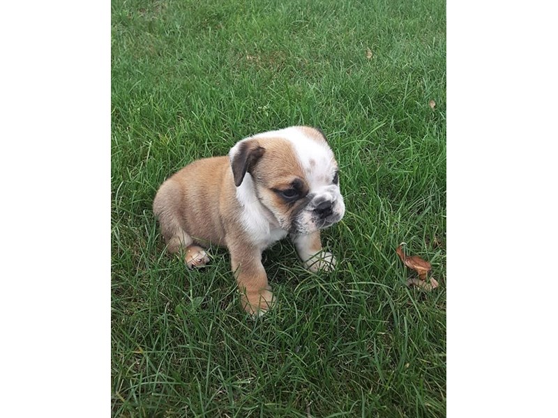 English Bulldog