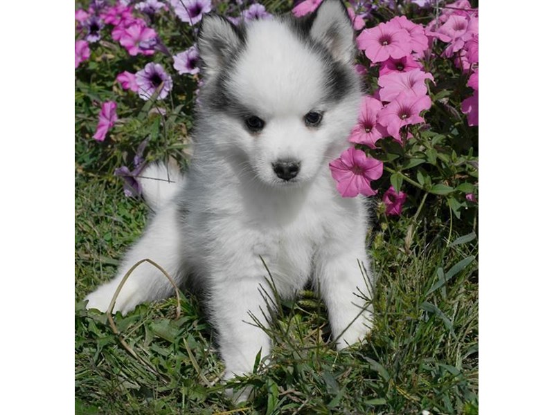 Pomsky