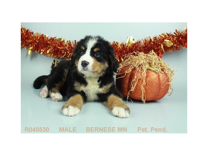 Bernese Mnt. Dog