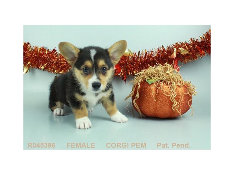 Pembroke Welsh Corgi