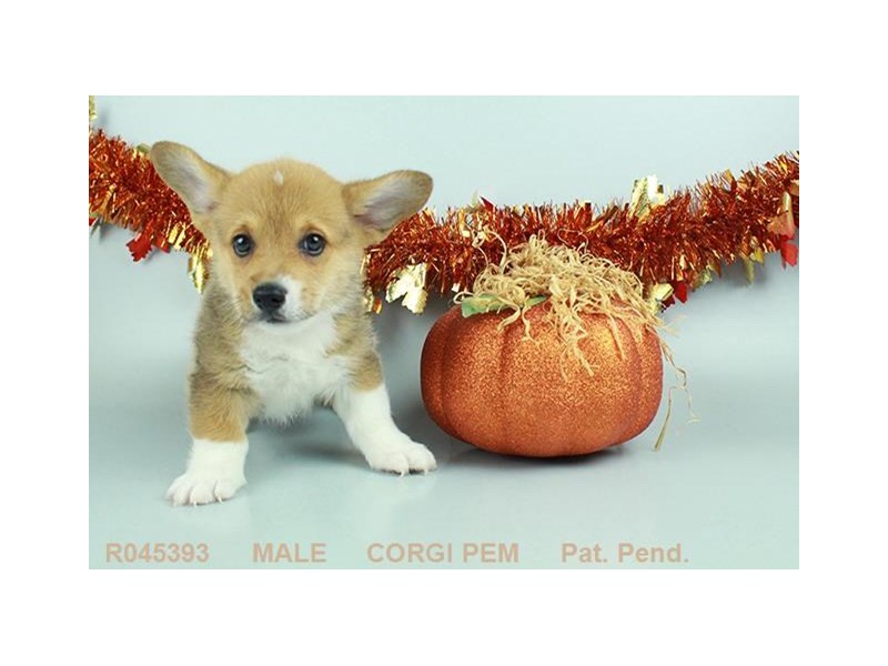 Pembroke Welsh Corgi