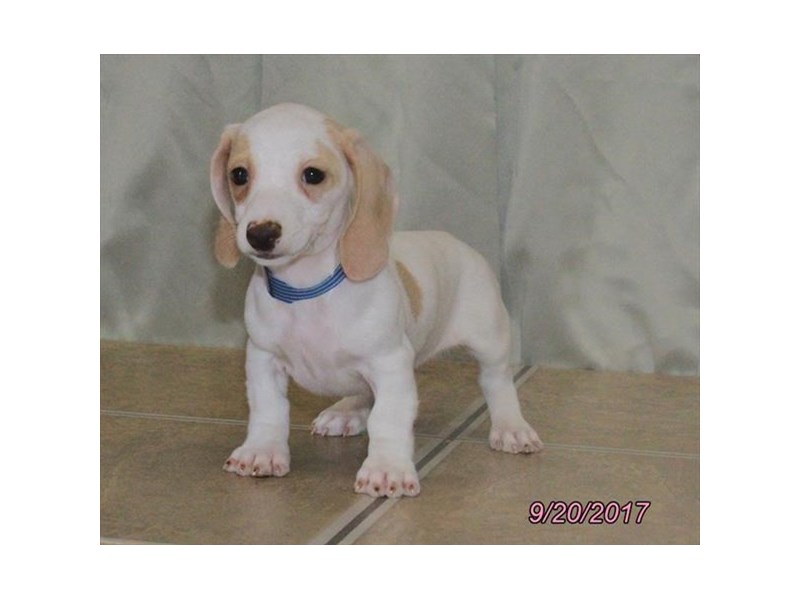 Dachshund