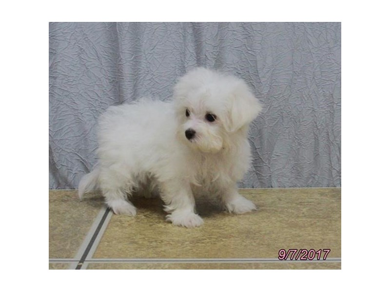 Maltese