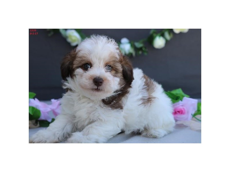 Schnoodle