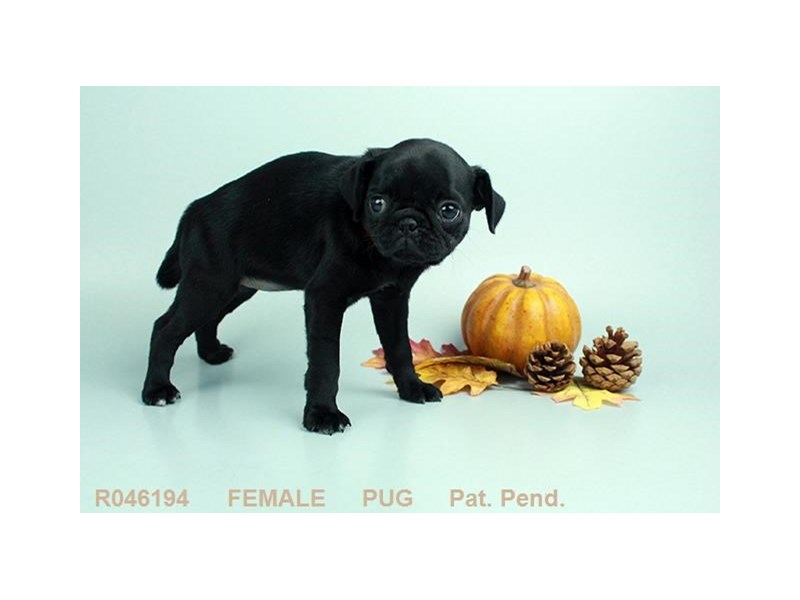 Pug