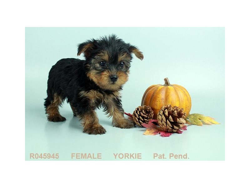Yorkshire Terrier