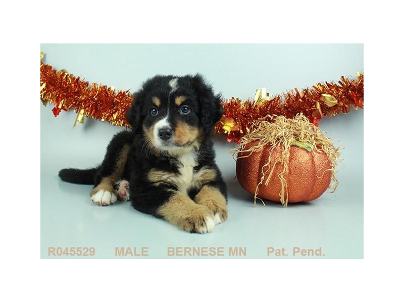 Bernese Mnt. Dog