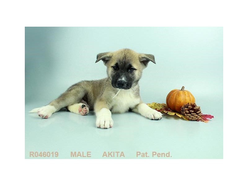Akita