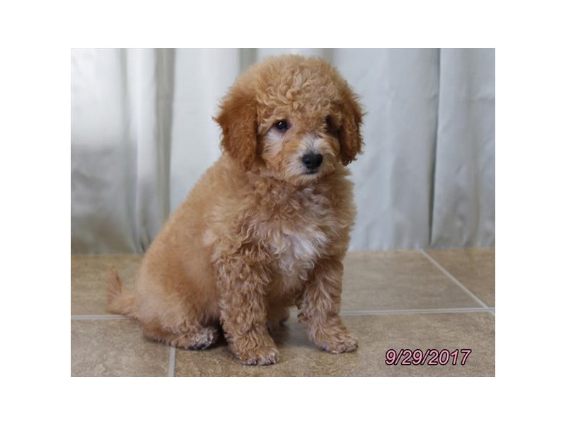 Mini Goldendoodle 2nd Gen