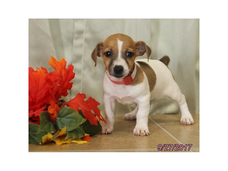 Jack Russell Terrier