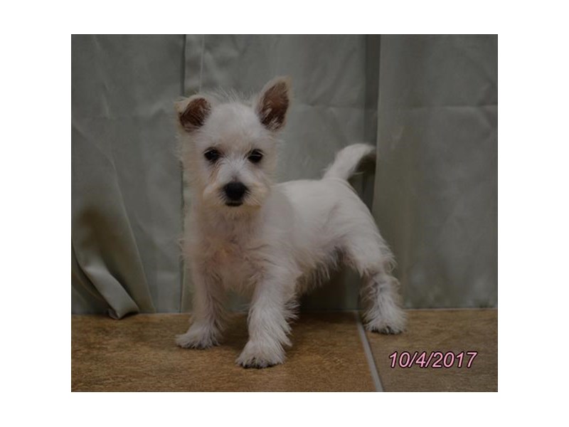 West Highland White Terrier