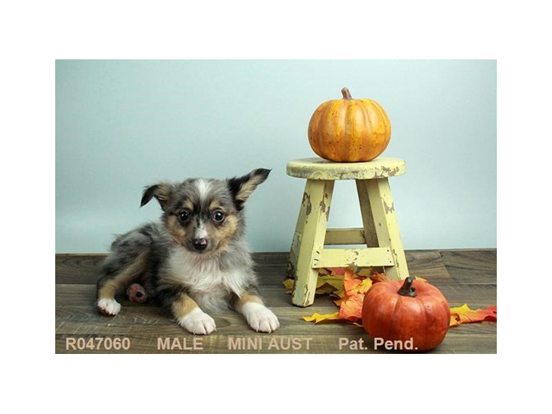 Miniature Australian Shepherd