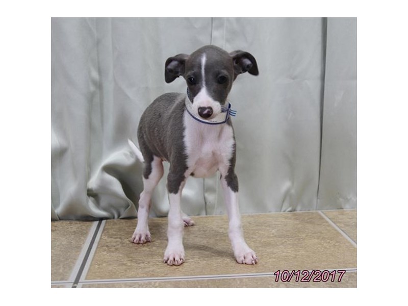 Italian Greyhound Puppies Ohio / AKC Italian Greyhound puppies for Sale