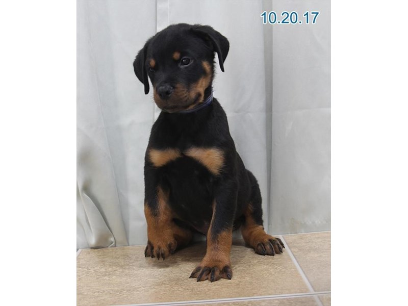 Rottweiler