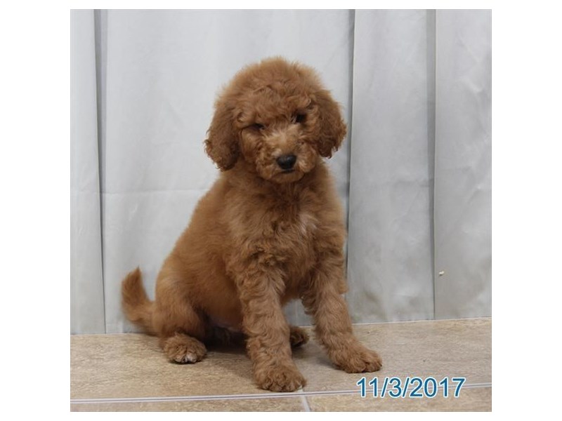 Goldendoodle 2nd Gen