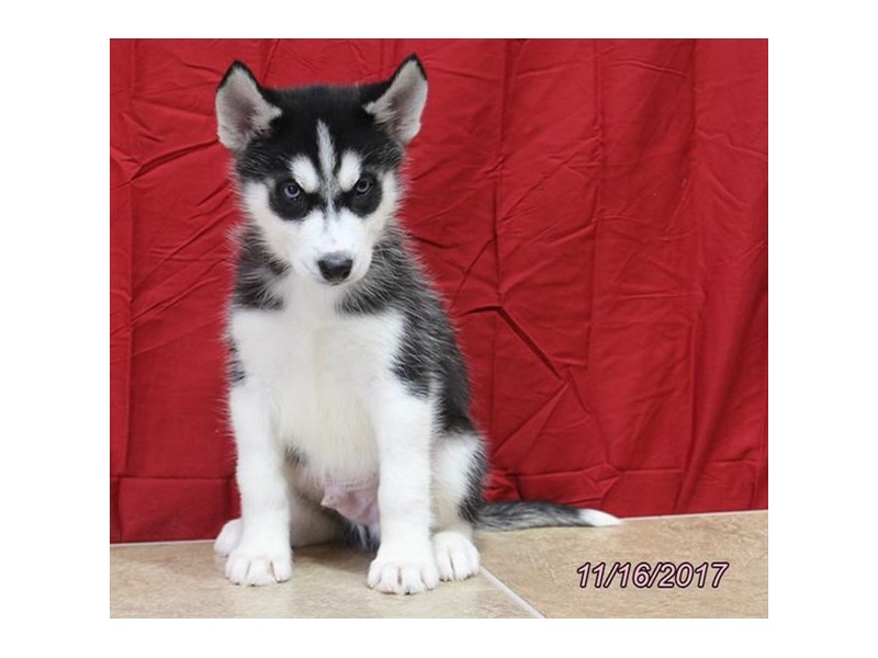 Siberian Husky