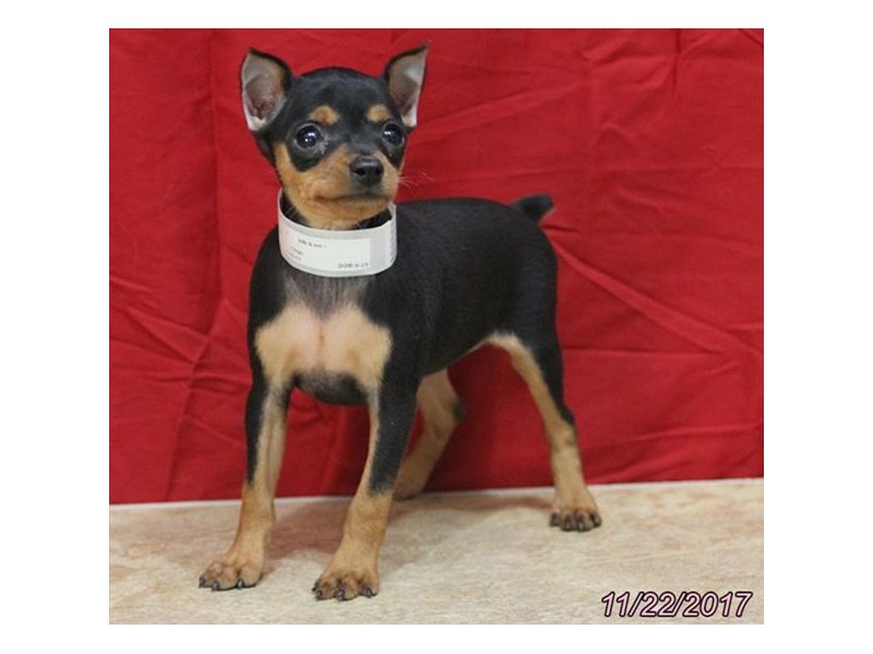 Miniature Pinscher