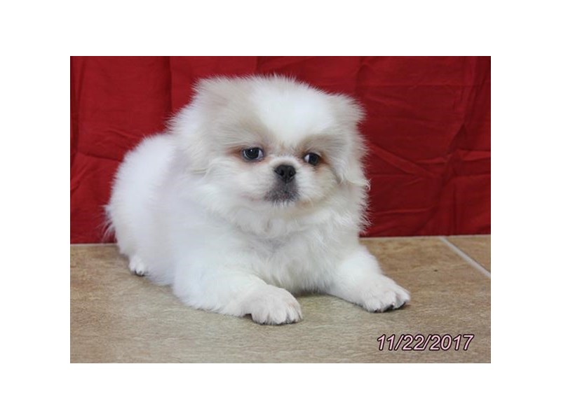 Pekingese